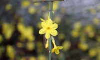 flores solitárias e axilares com 5 pétalas de jasmim-de-inverno - Jasminum nudiflorum jasmim-de-inverno, flores solitárias e axilares com 5 pétalas amarelos (Jasminum nudiflorum)