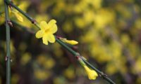 aspecto do caule tetragonal de jasmineiro-de-inverno com as 3 fases da floração: botão fechado, flor semiaberta e flor plenamente aberta - Jasminum nudiflorum jasmineiro-de-inverno, aspecto do caule tetragonal com as 3 fases da floração, botão fechado, flor-semiaberta e flor plenamente aberta amarelo-luminoso. As brácteas lanceoladas e avermelhadas na base são muito visíveis - Jasminum nudiflorum