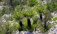 resiliência de palmeiras-anãs, após incêndio na Serra de Godall, Catalunha - Chamaerops humilis rebentação de palmeiras-anãs, após incêndio. Fotografia que demostra a grande resiliência da palmeira-anã, perante os incêndios que percorrem a vegetação mediterrânica; Serra de Godall na Catalunha-Chamaerops humilis