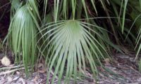 folha de palmeira-anã - Chamaerops humilis aspecto da folha de palmeira-anã, palmeira-das-vassouras, palmeira-vassoureira - Chamaerops humilis