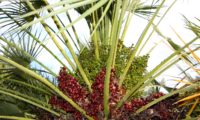 vista dos três estados da maturação dos frutos de palmeira-anã - Chamaerops humilis vista dos três estados da maturação dos frutos de palmeira-anã, palmeira-das-vassouras ou palmeira-vassoureira - Chamaerops humilis