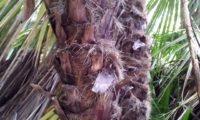 o espique da palmeira-anã possui a superfície revestida por fibras escuras - Chamaerops humilis aspecto do espique da palmeira-anã possui a superfície revestida por fibras escuras - Chamaerops humilis