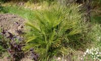hábito de palmeira-anã - Chamaerops humilis hábito rasteiro de palmeira-anã, palmeira-das-vassouras ou palmeira-vassoureira - Chamaerops humilis