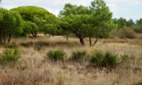 várias palmeiras-anãs no meio natural, aqui junto à Ria Formosa, Algarve - Chamaerops humilis porte cespitoso de várias palmeiras-anãs no meio natural, aqui junto à Ria Formosa, Algarve - Chamaerops humilis