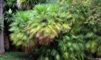 porte de palmeira-anã, com cerca de dois metros de altura, Jardim Botânico de Lisboa - Chamaerops humilis porte cespitoso de palmeira-anã, com cerca de dois metros de altura, aqui no Jardim Botânico de Lisboa - Chamaerops humilis