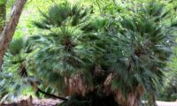 porte de palmeira-anã, com 2-3 metros de altura, Jardim Botânico de Lisboa - Chamaerops humilis porte cespitoso de palmeira-anã, com 2-3 metros de altura, Jardim Botânico de Lisboa - Chamaerops humilis