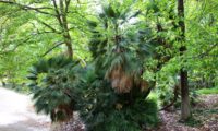 palmeira-anã - Chamaerops humilis 18 hábito cespitoso de palmeira-anã, com mais de 3 metros de altura, Jardim Botânico de Lisboa - Chamaerops humilis