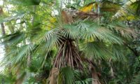 palmeira-anã de um só espique - Chamaerops humilis palmeira-anã de um só espique, folhas em ramalhete - Chamaerops humilis