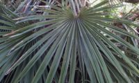 pecíolo e folha de palmeira-anã - Chamaerops humilis longo pecíolo e folha de palmeira-anã, palmeira-das-vassouras, palmeira-vassoureira- Chamaerops humilis