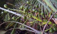frutos verdes de palmeira-anã - Chamaerops humilis frutos verdes de palmeira-anã, palmeira-das-vassouras, palmeira-vassoureira - Chamaerops humilis