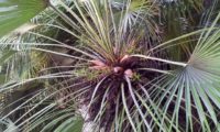 cimo de palmeira-anã com frutos - Chamaerops humilis cimo de palmeira-anã com frutos - Chamaerops humilis