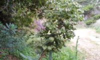 maleiteira-maior, trovisco-macho - Euphorbia characias maleiteira-maior