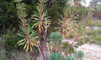 maleiteira-maior, trovisco-macho - Euphorbia characias maleiteira-maior