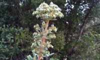 maleiteira-maior, trovisco-macho - Euphorbia characias maleiteira-maior