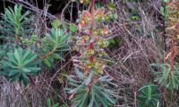 maleiteira-maior, trovisco-macho - Euphorbia characias maleiteira-maior