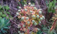 maleiteira-maior, trovisco-macho - Euphorbia characias maleiteira-maior