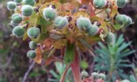 maleiteira-maior, trovisco-macho - Euphorbia characias maleiteira-maior
