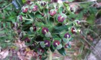 maleiteira-maior, trovisco-macho - Euphorbia characias maleiteira-maior