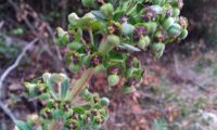 maleiteira-maior, trovisco-macho - Euphorbia characias maleiteira-maior