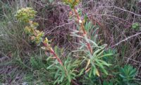 maleiteira-maior, trovisco-macho - Euphorbia characias maleiteira-maior