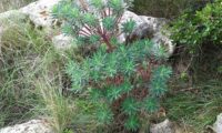 maleiteira-maior, trovisco-macho - Euphorbia characias maleiteira-maior
