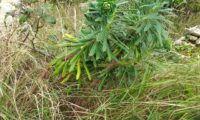 maleiteira-maior, trovisco-macho - Euphorbia characias maleiteira-maior