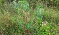 maleiteira-maior, trovisco-macho - Euphorbia characias maleiteira-maior