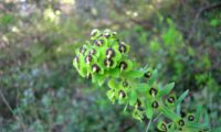 maleiteira-maior, trovisco-macho - Euphorbia characias maleiteira-maior