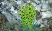 maleiteira-maior, trovisco-macho - Euphorbia characias maleiteira-maior