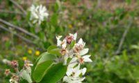 amelenquer -nespereira da rocha, Amelanchier ovalis (19)
