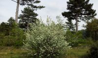 amelenquer -nespereira da rocha, Amelanchier ovalis (34)