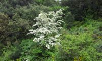 pilriteiro - Crataegus monogyna (25)