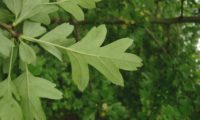 pilriteiro - Crataegus monogyna (5)