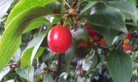 Cornus mas - corniso (10) Cornus mas - corniso (10)