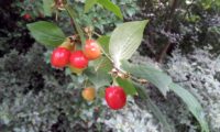 Cornus mas - corniso (11) Cornus mas - corniso (11)