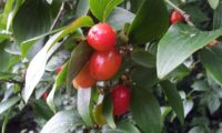 Cornus mas - corniso (12) Cornus mas - corniso (12)