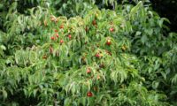 Cornus mas - corniso (13) Cornus mas - corniso (13)