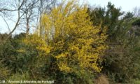 Cornus mas - corniso (15) Cornus mas - corniso (15)