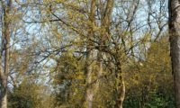 Cornus mas - corniso (16) Cornus mas - corniso (16)
