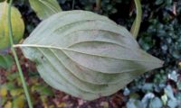 Cornus mas - corniso (2) Cornus mas - corniso (2)