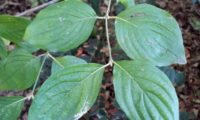 Cornus mas - corniso (3) Cornus mas - corniso (3)