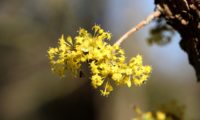 Cornus mas - corniso (4) Cornus mas - corniso (4)