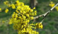 Cornus mas - corniso (5) Cornus mas - corniso (5)
