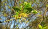 Cornus mas - corniso (6) Cornus mas - corniso (6)