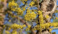 Cornus mas - corniso (7) Cornus mas - corniso (7)