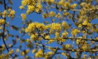 Cornus mas - corniso (8) Cornus mas - corniso (8)