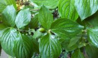 Cornus mas - corniso (9) Cornus mas - corniso (9)