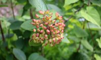 Viburnum lantana - viburno (10)