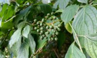 sanguinho-legítimo - Cornus sanguinea (14) sanguinho-legítimo - Cornus sanguinea (14)