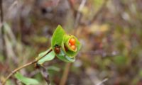 madressilva-entrelaçada - Lonicera implexa (17)